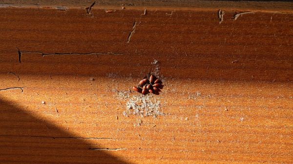 11 astuces pour détecter et éliminer un nid de punaises