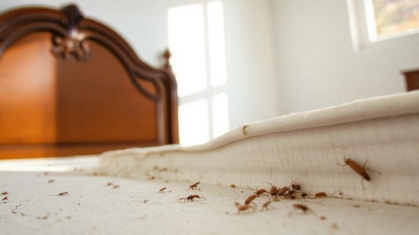 11 astuces pour détecter et éliminer un nid de punaises