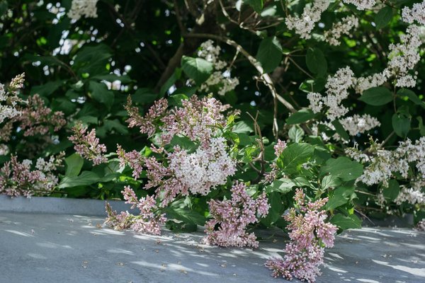 Créez votre oasis de paix avec maison quiétude